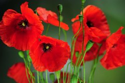 coquelicot